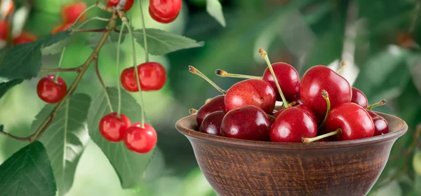 Sweet cherry in clay bowl — Stock Photo, Image