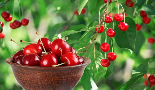 Sweet cherry in clay bowl — Stock Photo, Image