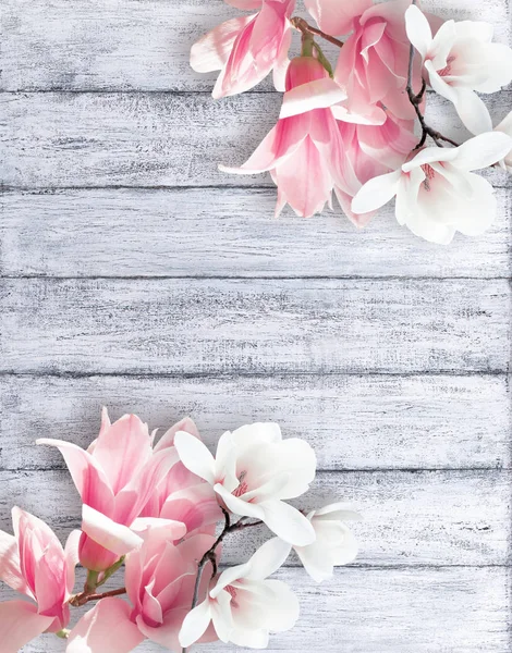 Magnolia flowers on shabby background — Stock Photo, Image