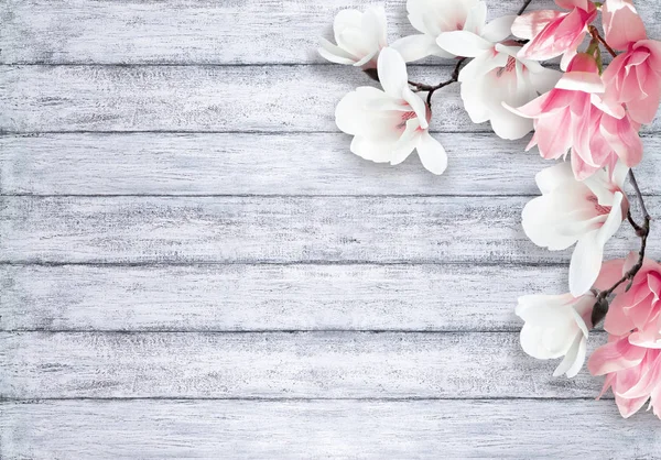 Magnolia flowers on shabby background — Stock Photo, Image