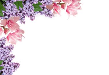 Manolya ve beyaz arka plan üzerinde izole Eflatun çiçekler