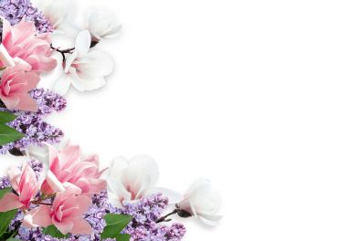 Manolya ve beyaz arka plan üzerinde izole Eflatun çiçekler