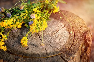 Gizemli yaz orman arka plan ile eski güdük