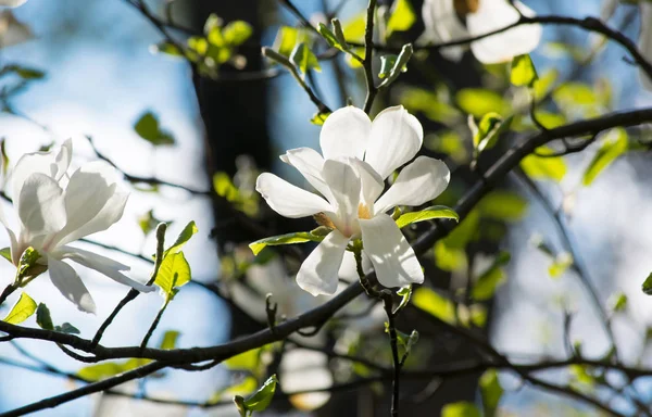 Hintergrund mit blühenden weißen Magnolienblüten — Stockfoto