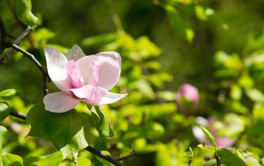 Pembe manolya çiçekleri açan bir arka plan