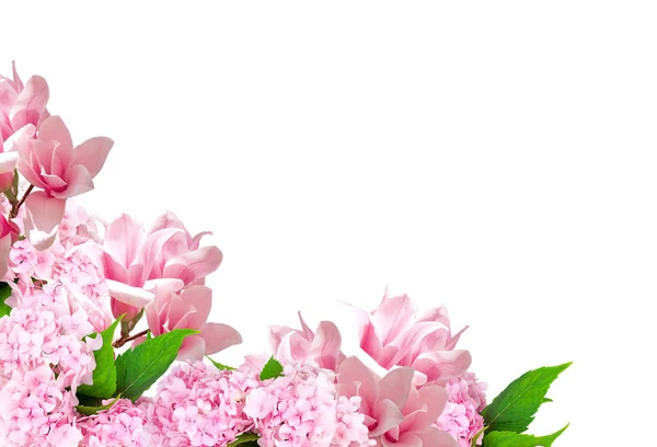 Magnolia et hortensia isolés sur fond blanc — Photo