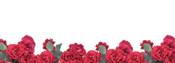Roses rouges isolées sur fond blanc — Photo