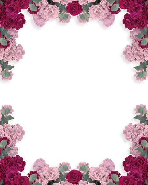 Rose isolate su sfondo bianco — Foto Stock