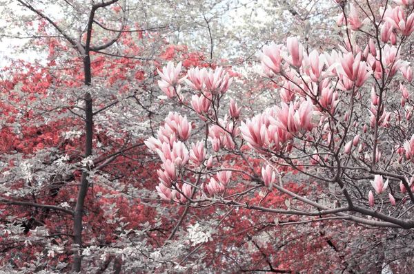 Kwiaty magnolii w parku — Zdjęcie stockowe