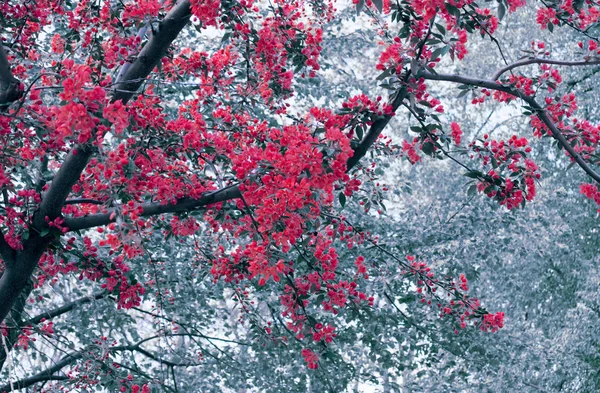 Spring bloom of Sakura tree — Stock Photo, Image