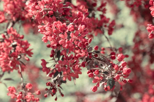 벚꽃 나무의 봄 꽃 — 스톡 사진