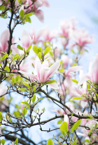 Magnolia flowers — Stock Photo, Image