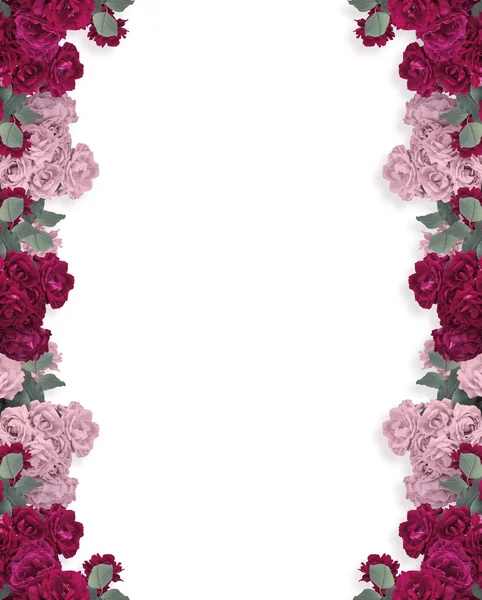 Rosen isoliert auf weißem Hintergrund und Platz für Ihren Text — Stockfoto