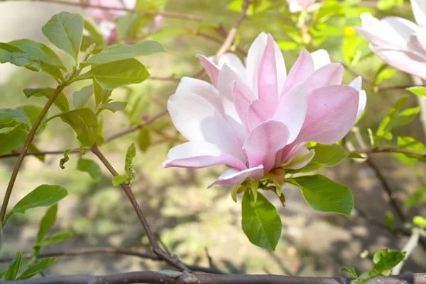 Background with blooming pink magnolia flowers — Stock Photo, Image