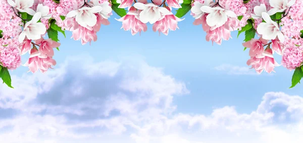 Magnolia a hortensia květiny na pozadí nebe a mraky — Stock fotografie