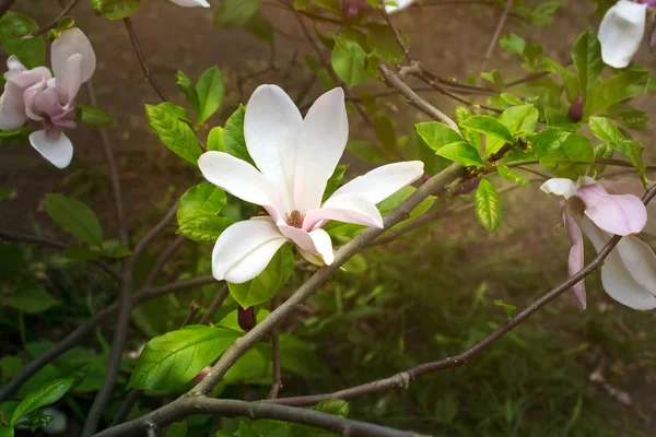 Hintergrund mit blühenden rosa Magnolienblüten — Stockfoto