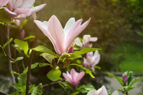 Tausta kukkivat vaaleanpunainen magnolia kukkia — kuvapankkivalokuva