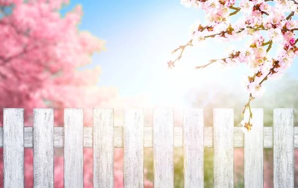 Recinzione in legno in stile Shabby Chic e alberi primaverili con sakura — Foto Stock
