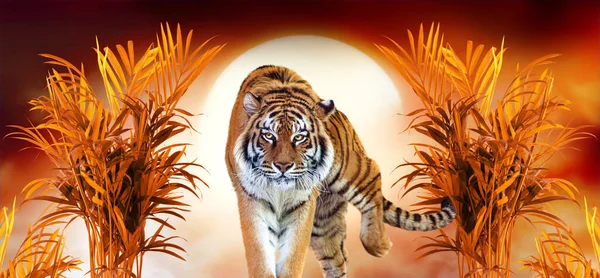 Tiger and fantasy sunset in jungles with palm trees. Exotic banner backround and panthera tigris. Spectacular warm sun light, dramatic red cloudy sky. Portrait of pride animal walking forward.