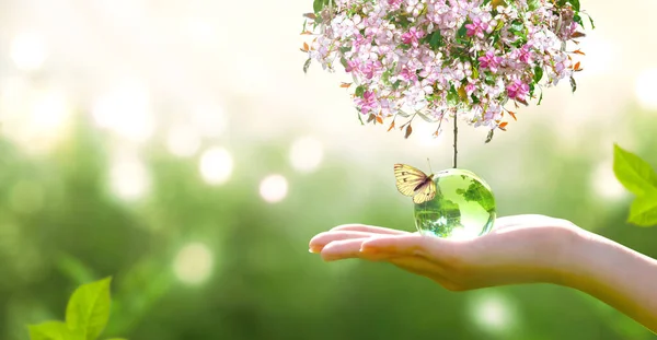 世界地球日卡片 保护环境 保护清洁的绿色星球和生态 玻璃球 蝴蝶和盛开的樱桃树樱桃在人手中绽放 植树概念 — 图库照片