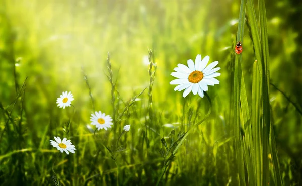 神秘的な春や夏のエコの背景に咲くデイジーカモミールの花は 晴れた日に草の上に座っている新鮮なきれいな緑の芝生と赤いてんとう虫に花を咲かせ 光の太陽光線を輝く — ストック写真