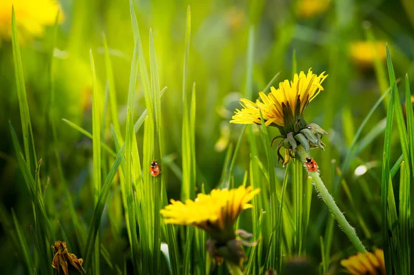 Misterioso Sfondo Ecologico Primaverile Estivo Con Fiori Tarassaco Gialli Fiore — Foto Stock