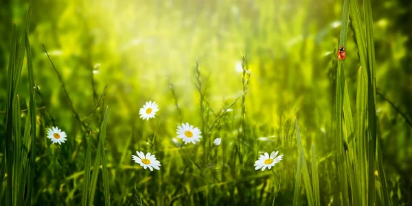 Fondo Ecológico Primavera Con Flores Florecientes Manzanilla Florecen Césped Verde — Foto de Stock