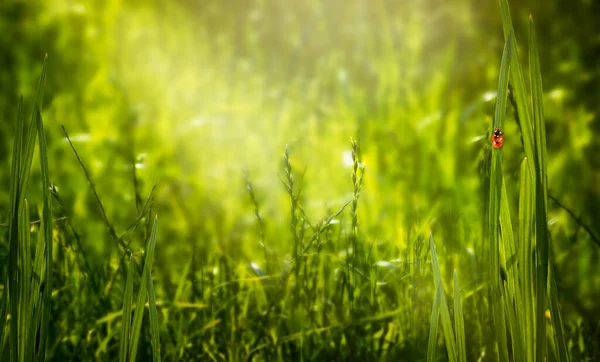 清新な緑の芝生と晴れた日に草の刃の上に座っている赤いてんとう虫と神秘的な春や夏のエコの背景と光の光線を輝く コピースペース — ストック写真