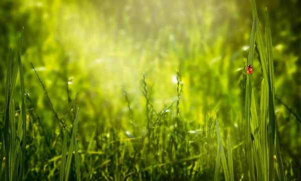 Misterioso Primavera Estate Eco Sfondo Con Fresco Prato Verde Pulito — Foto Stock