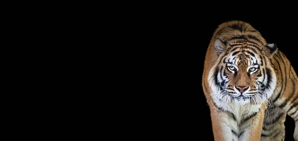 Retrato Tigre Isolado Fundo Preto Espetacular Majestoso Animal Orgulhoso Caminhando — Fotografia de Stock