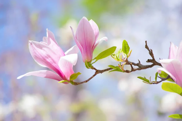 Розовые Цветы Магнолии Цветут Цветущем Весеннем Таинственном Саду Голубом Фоне — стоковое фото