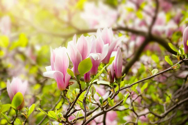 Цветущие Весенние Розовые Магнолии Цветы Сказочный Сад Таинственной Сказке Весенний — стоковое фото