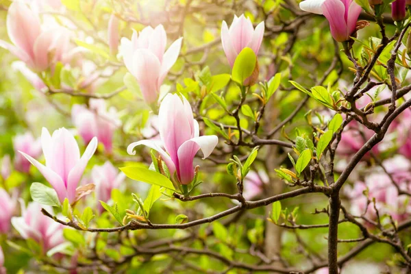 Ανθίζοντας Άνοιξη Ροζ Μανόλιας Λουλούδι Υπέροχο Κήπο Μυστηριώδες Παραμύθι Άνοιξη — Φωτογραφία Αρχείου