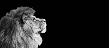 Siyah arka planda Afrika aslanı portresi, hayvanların muhteşem dramatik kralı, gururlu rüya Panthera Leo ileriye bakıyor. Siyah ve beyaz tonlarda fotokopi alanı olan fotoğraf pankartı.