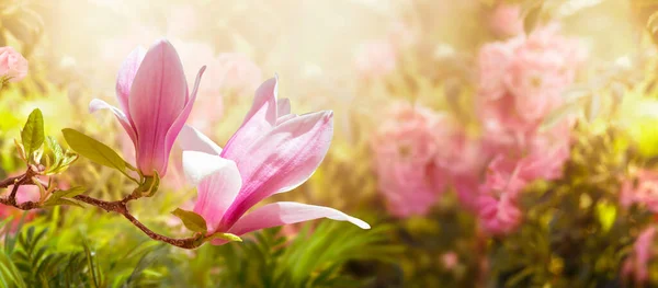 春の神秘的なおとぎ話の花の庭でピンクのマグノリアの花を咲かせ 明るい輝く背景とコピースペースをぼかした素晴らしい広いパノラマバナー — ストック写真