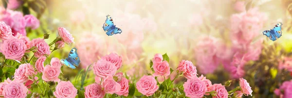 Pink Rose Flower Flying Blue Peacock Eye Butterflies Fabulous Blooming — Stock Photo, Image