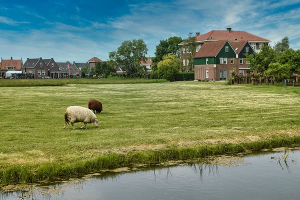 Amsterdam yakınlarındaki Sihirli Hollanda köyü ilkbaharda Amsterdam 'dan bisikletle ziyaret etti