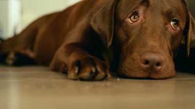 Üzgün bakışlı bir labrador köpeği iş yerinden sahibini bekliyor ve uykuya dalıyor.