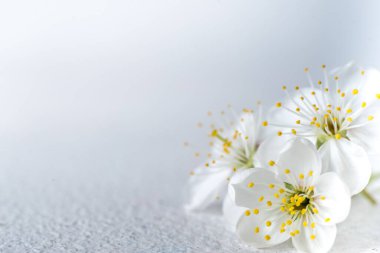 Güzel kiraz çiçekleri yakın plan. Beyaz kiraz çiçekleri, romantik hafif bahar arkaplanı. Bahar sakura çiçeği. Seçici odaklı beyaz kiraz çiçeği. kiraz dalı