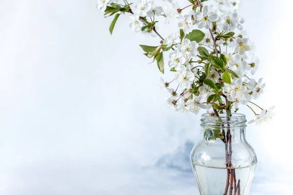 beautiful cherry flowers close-up. White cherry flowers, romantic light spring background. Spring sakura blossom. White cherry blossom with selective focus. cherry branch
