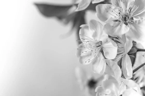 Hermosas Flores Cerezo Cerca Flores Blancas Cerezo Fondo Romántico Primavera —  Fotos de Stock