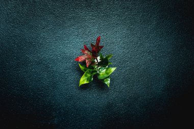 Filizlenen yeni bir yaşam konsepti. Saf yeşil gezegen