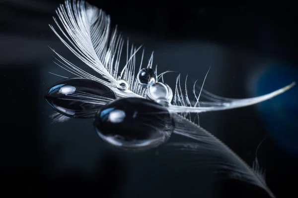 Küçük su damlaları beyaz bir kuşun tüyünün uçlarında yatıyor. mesaj için yer. Geçmişi. makro