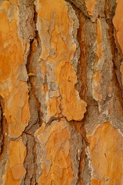 Υφή Φλοιού Πεύκου Πορτοκαλί Τόνου Closeup Κάθετος Προσανατολισμός — Φωτογραφία Αρχείου