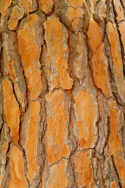 Texture Pine Bark Orange Tone Closeup Vertical Orientation — Stock Photo, Image