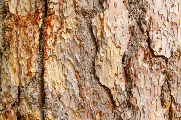 Ristade Textur Krimsk Furu Bark Närbild — Stockfoto