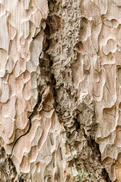 Ristade Textur Krimsk Furu Bark Närbild Vertikal Orientering — Stockfoto