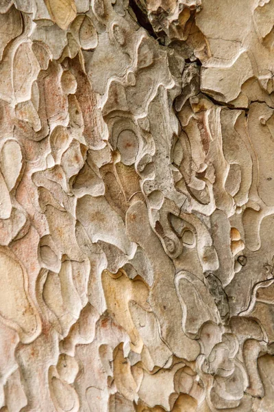 Carved Texture Crimean Pine Bark Closeup Vertical Orientation — ストック写真