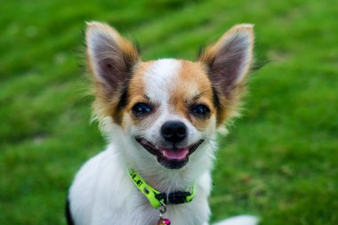 Köpek, Chihuahau arıyorum