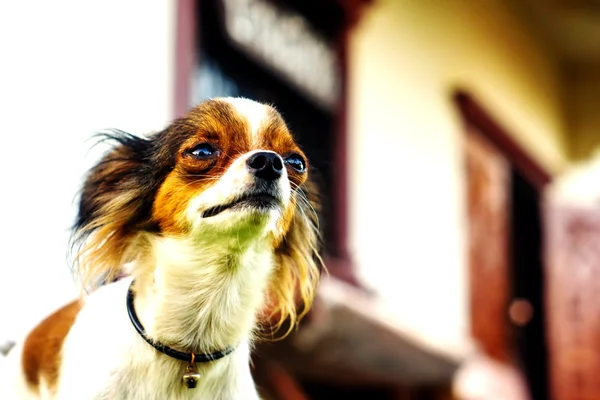 Hund, chihuahau suchen — Stockfoto